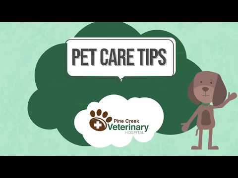 Safe Dog Chew Toys
