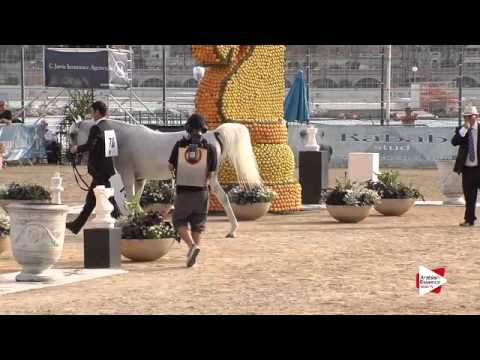 N.70 SALWA AL ZOBAIR - Menton 2015 - Mares 8 years old & above (Class 5)
