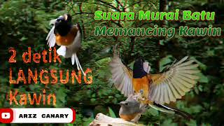 Download lagu 2 detik Suara Murai Batu Langsung Kawin dan Birahi Tinggi mp3 Download lagu 2 detik Suara Murai Batu Langsung Kawin dan Birahi Tinggi mp3