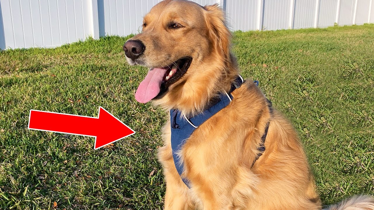 5 Best Harnesses For Golden Retrievers In 2023 (For Pulling & Safety