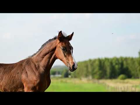Cardano Sunrise (Calidor - Grandorado TN) 2025 colt