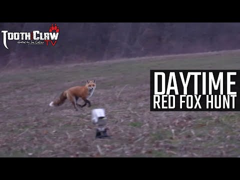 Daytime Red Fox Hunt