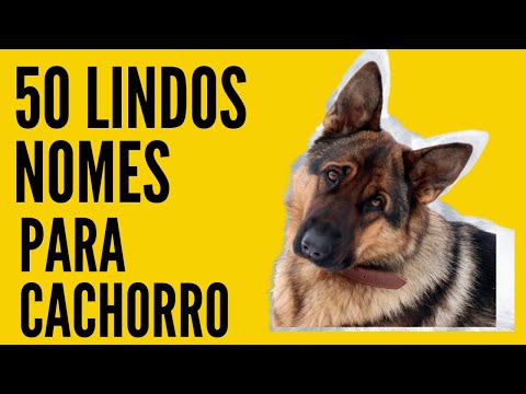 50 lindos nomes para cachorro