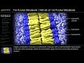 The Plasma Membrane