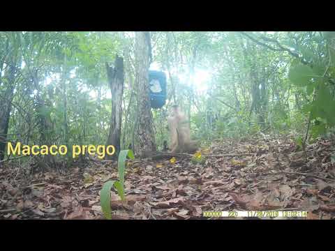 Paca , anta , cateto , teu , cutia com filhote , quaty , macaco prego , mico fauna matogrossense.