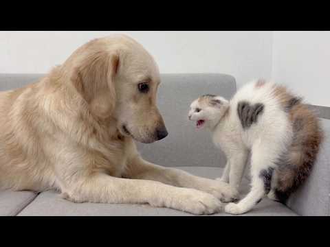 YouTube 썸네일