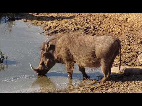 Djuma: Warthog male - 10:50 - 07/20/19