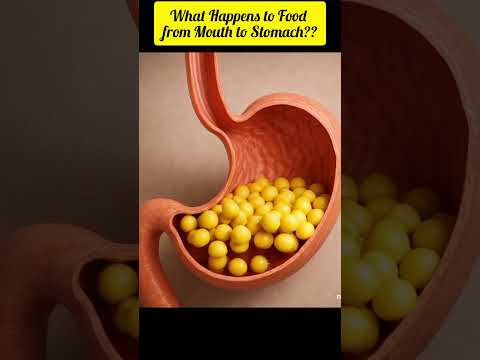 "What Happens to Food from Mouth to Stomach | 3D Digestive Journey"