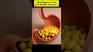 "What Happens to Food from Mouth to Stomach | 3D Digestive Journey"
