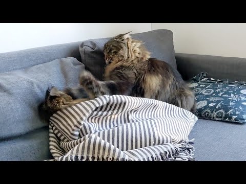 Roy and Moss had a disagreement | Norwegian Forest Cats