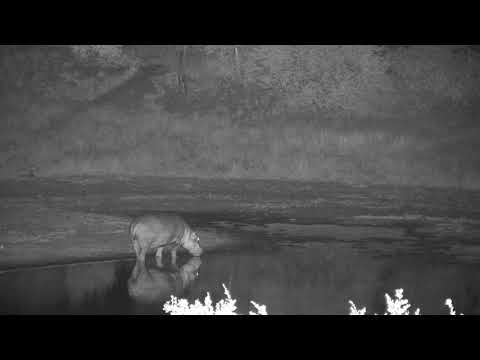 Djuma: Hippo leaving the dam - 01:40 - 05/12/19