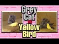 Little Grey Kitten Attack On A Yellow Bird Cute Video Subscribe