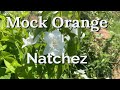 Natchez Mock Orange