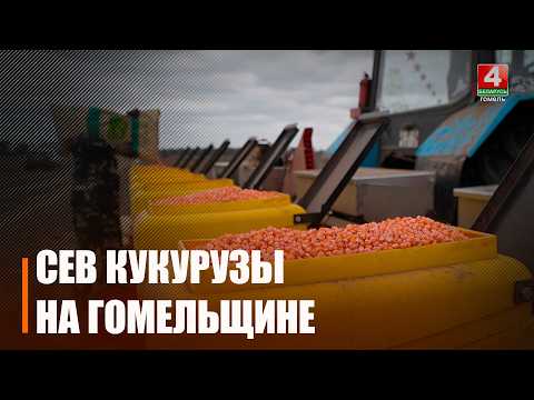 Почти 140 000 га кукурузы засеяно на Гомельщине видео