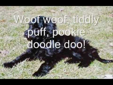 Pookie Doodle puppy
