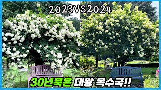 우리나라에서 가장 오래된 목수국에 무슨일이?? 목수국을 키워야 하는 이유!!