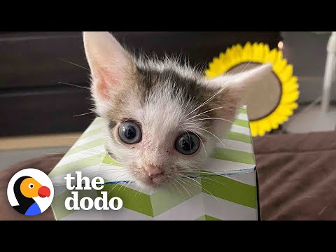 Half-Pound Kitten Now Pounces On His Siblings Every Chance He Gets  | The Dodo Little But Fierce