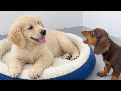 YouTube 썸네일