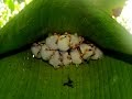 Cottonball tent-making bats (Ectophylla alba)