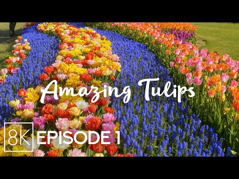Amazing Spring Flowers in 8K - Skagit Valley Tulip Fields + Relaxing Piano Music - Episode 1