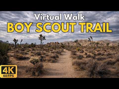 4K Treadmill Virtual Walk – Boy Scout Trail at Joshua Tree | 45-Min Scenic POV Walk