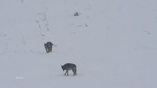 Wolf Just Wants to Play with Lynx Friend