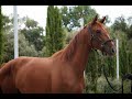 Jument 3 ans par Diamondgio LTH X Karamel de Lauture