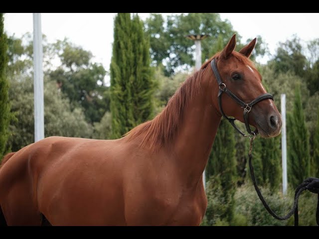 Jument 3 ans par Diamondgio LTH X Karamel de Lauture