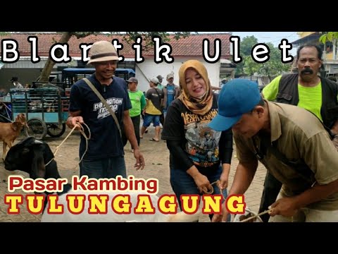 , title : 'Pasar Kambing Tulungagung || Full Induk Bligon Dan Jawarandu'