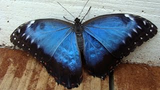preview picture of video 'O borboletário tropical de Santa Margarida. / La serre aux papillons tropicaux de Santa Margarida.'