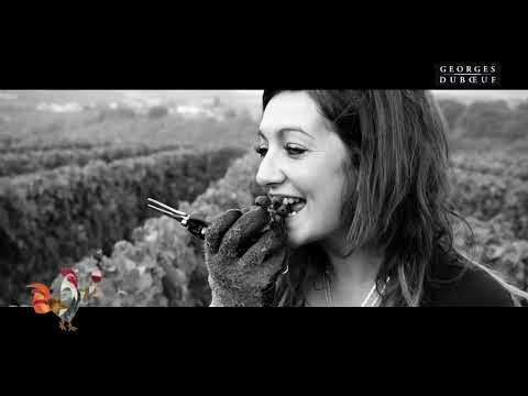 Georges Duboeuf Beaujolais Nouveau Harvest 2017