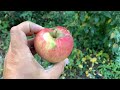 Ben Davis Apple Tasting