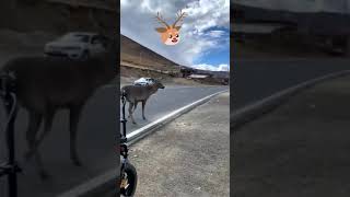 videos engraados,tente no rir,tente no rir impossvel,tente nao rir,tente nao rir memes,#shorts