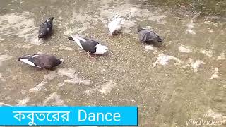preview picture of video 'কবুতরের  Dance'