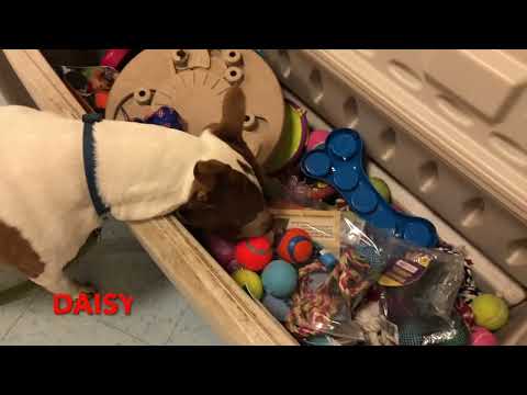 Shelter Dogs Pick Out Their Christmas Presents - 2022 Edition