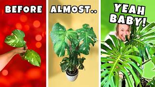 Your Monstera Isn't Growing?... Here's Why