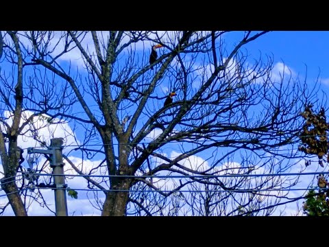 IRL Amanhecer  LIVE AO VIVO – CÂMERA EXTERNA EM SÃO JOÃO DEL-REI (MG)