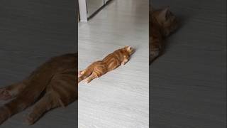 #cat #cute #catvideo #cutecat #funnyvideo #funny #pets