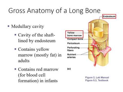 Gross Anatomy of Long Bones