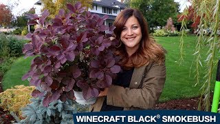 A Spotlight on Winecraft Black Smokebush!