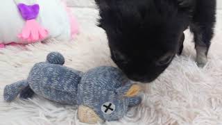 チワワ（ロング）の動画01