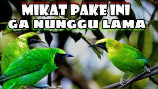 Download lagu Paling Dicari..!! suara pikat cucak ijo cucak rante/ranting @AnakDesaKicau mp3 Download lagu Paling Dicari..!! suara pikat cucak ijo cucak rante/ranting @AnakDesaKicau mp3
