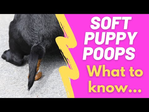 Soft Puppy Poop (How long does it stay runny and soft?)