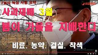 [사과재배] 초기 부터가 중요하다