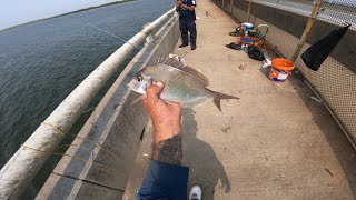 NYC-Cross bay, North Channel Bridge Porgy and spots  9/06/2025