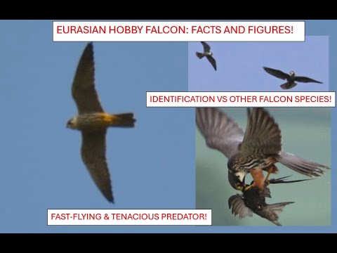 Eurasian Hobby — porovnanie s britskými sokolmi a identifikácia