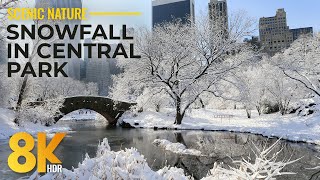 8K HDR Snowfall Serenity at Central Park, NYC - Peaceful Winter Scenes + Authentic Sounds