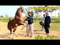 Amazing horse dance with dhool in Pakistan|horse dance training session|dance rehearsal