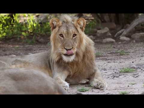 Wildlife Research Internships in South Africa with African Impact