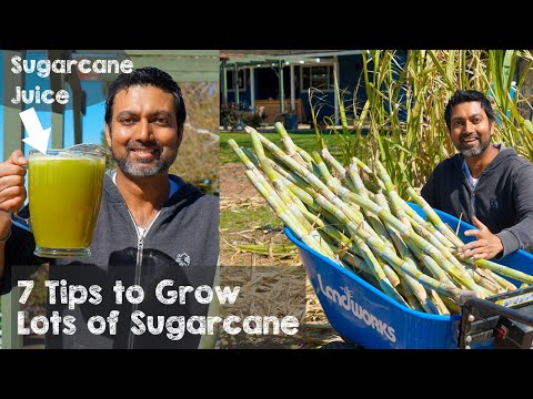 7 Tips to Grow Lots of Sugarcane